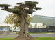 Olive Tree at Bents Garden & Home